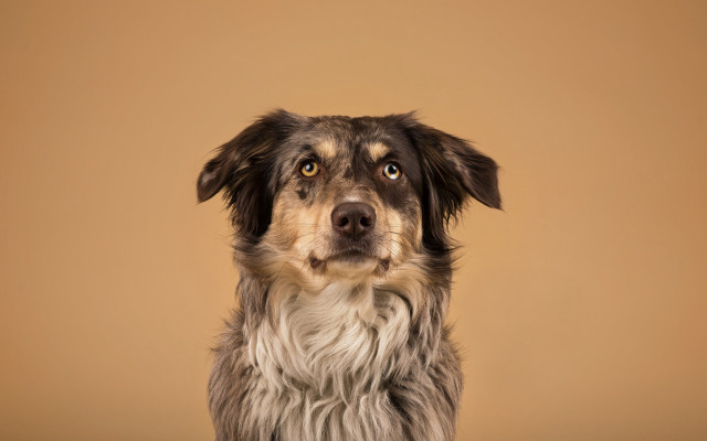 Dog sad serious portrait gradient free wallpaper - medium preview image