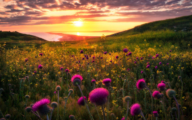 Flower field sunset lake mountains free wallpaper - medium preview image