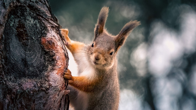 Squirrel climbing tree branch food free wallpaper - medium preview image