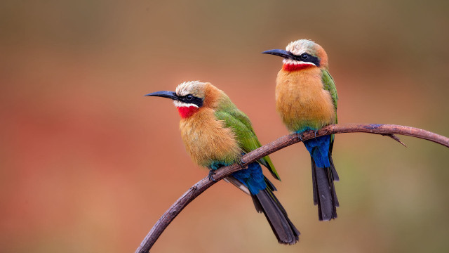 Colorful birds branch wildlife sword free wallpaper - medium preview image