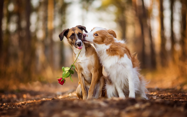 Dogs roses outdoors blurry shiba free wallpaper - medium preview image