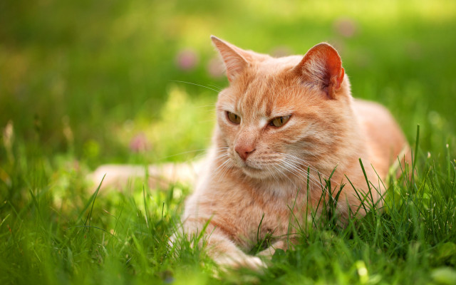 Sad cat in grass nature #2 free wallpaper - medium preview image