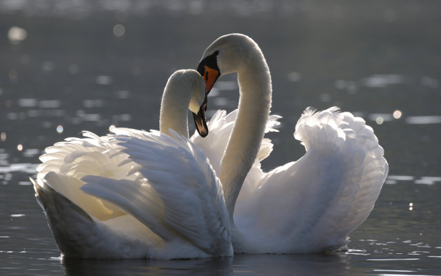 Swans neck touch water snow free wallpaper - medium preview image