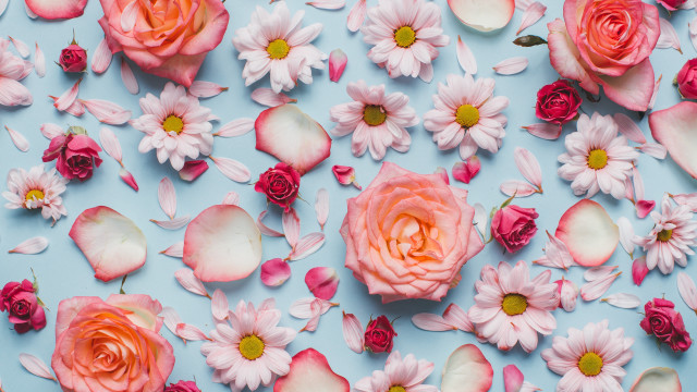 Pink white flowers blue surface free wallpaper - medium preview image