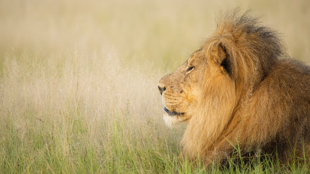 Lion tallgrass wildlife portrait naturalism free wallpaper - medium preview image