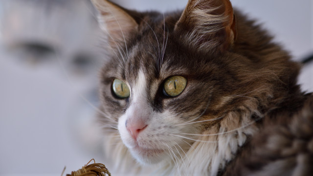 Cat bug impressionism dof tiltshift free wallpaper - medium preview image