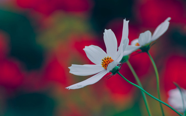 Lotus flower vivid macro blurry free wallpaper - medium preview image
