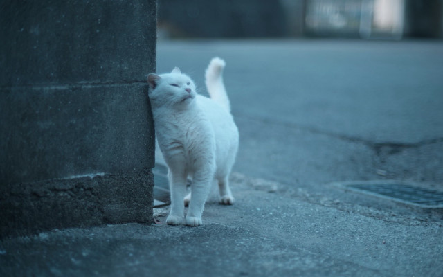 White cat wall paw night free wallpaper - medium preview image