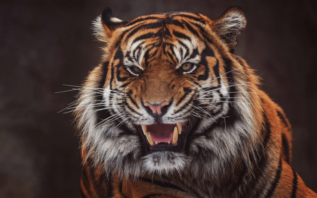 Tiger open mouth photorealistic wildlife free wallpaper - medium preview image