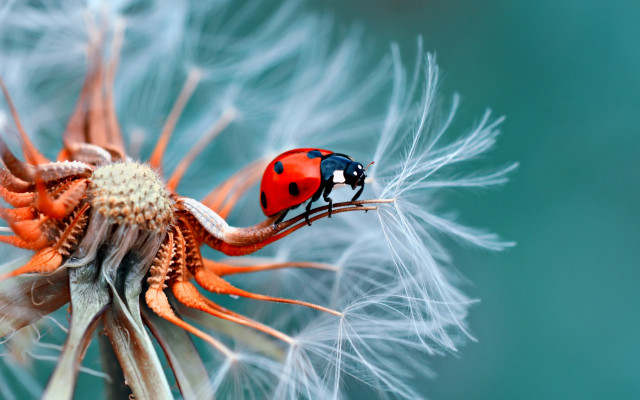 Ladybug dandelion blue green macro free wallpaper - medium preview image