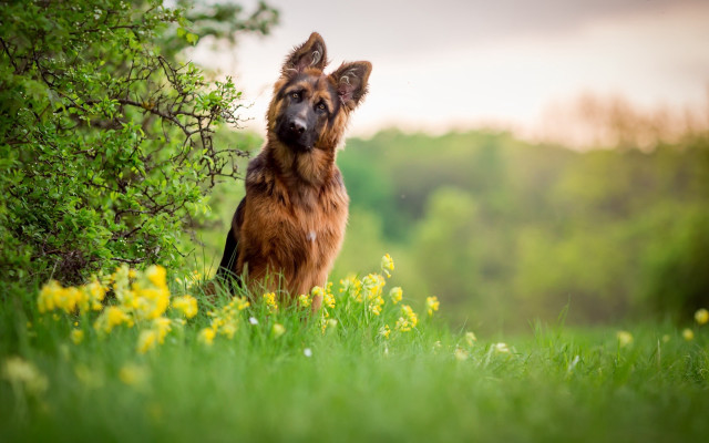 Dog field flowers trees sky free wallpaper - medium preview image
