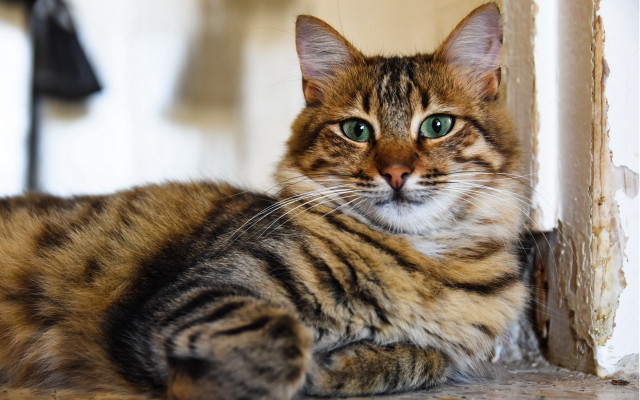 Cat wall lamp focus blurry free wallpaper - medium preview image