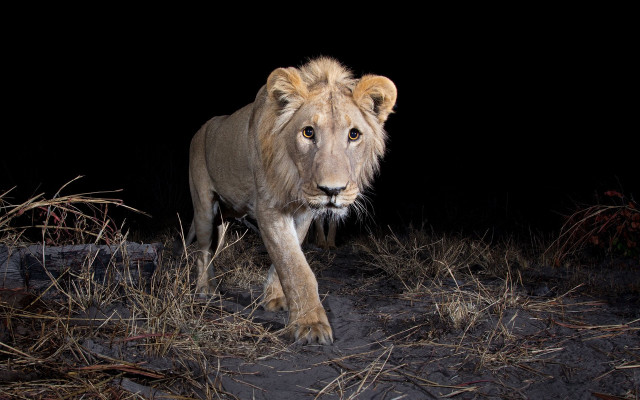 Lion walking dark area grass free wallpaper - medium preview image