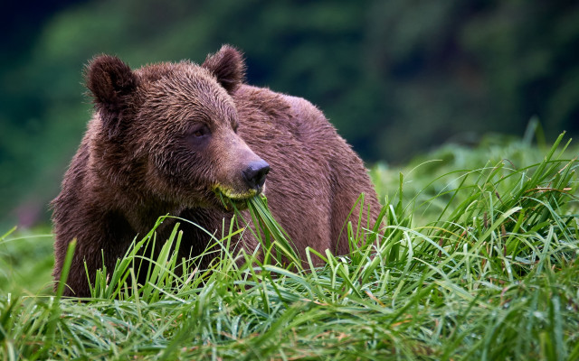 Brown bear eating food field free wallpaper - medium preview image