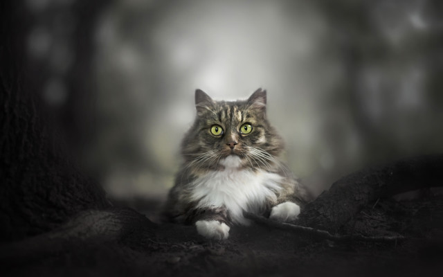 Black cat green eyes tree free wallpaper - medium preview image