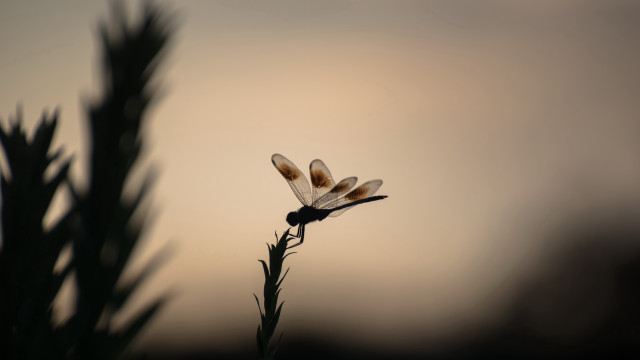 Dragonfly plant sky clouds macro free wallpaper - medium preview image