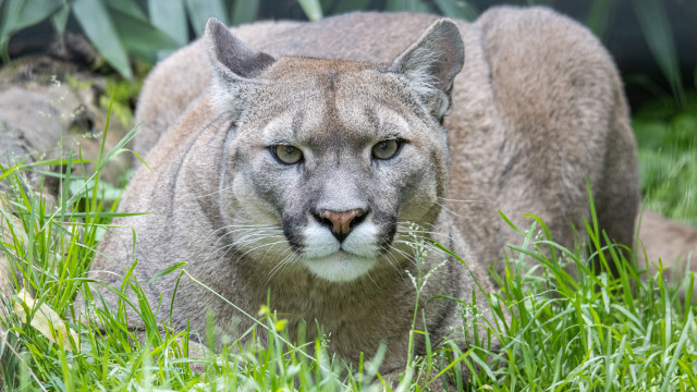 Mountain lion grass sad portrait free wallpaper - medium preview image