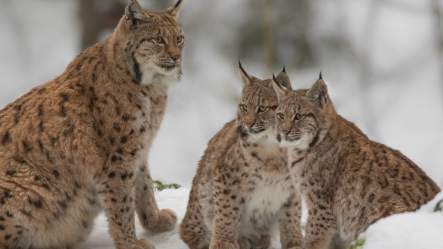 Three lynxes snow trees wildlife free wallpaper - medium preview image