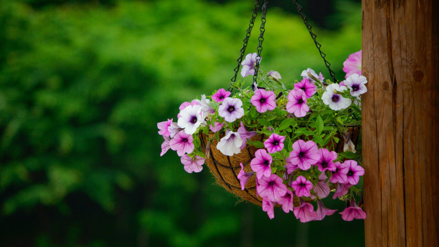 Hanging flower basket forest nature free wallpaper - medium preview image