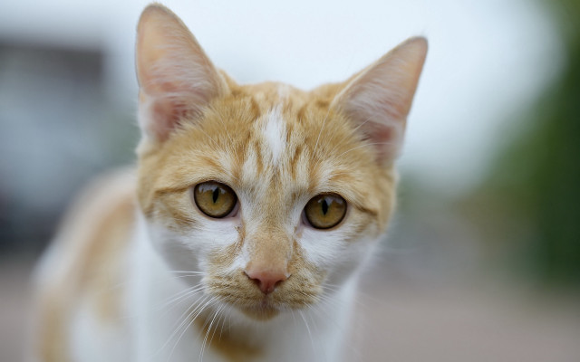 White cat yellow nose animal free wallpaper - medium preview image