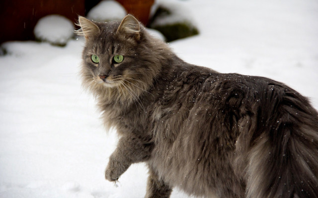 Cat green eyes snow walking free wallpaper - medium preview image