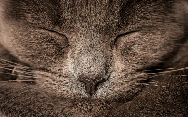 Cat face closed eyes black free wallpaper - medium preview image