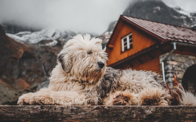 Shaggy dog fence house mountains free wallpaper - medium preview image