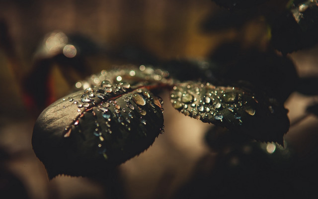 Leaf water droplets macro bokeh #2 free wallpaper - medium preview image