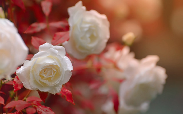 White roses red leaves vase free wallpaper - medium preview image