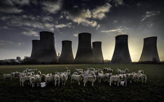 Sheep cooling plant sunset clouds free wallpaper - medium preview image
