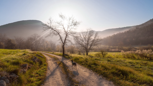 Dog walking dirt road tree free wallpaper - medium preview image