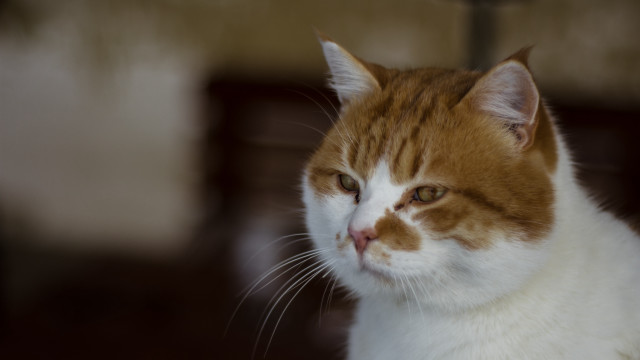 Cat shiba inu animal portrait free wallpaper - medium preview image