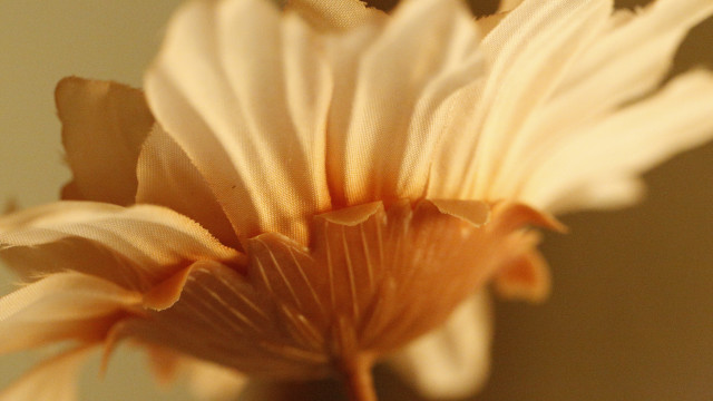 Flower closeup blurry background macro #9 free wallpaper - medium preview image