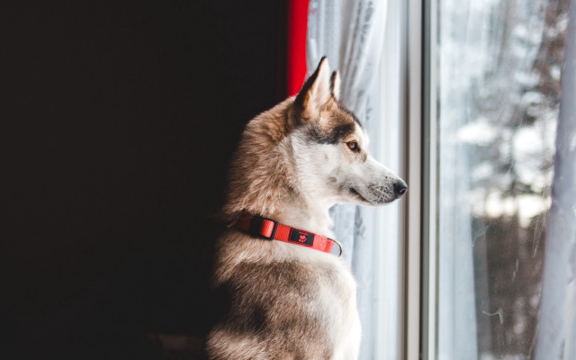 Husky snowy window red collar free wallpaper - medium preview image