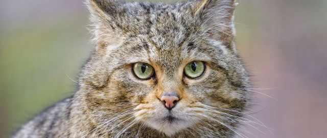Cat green eyes closeup grassy free wallpaper - medium preview image