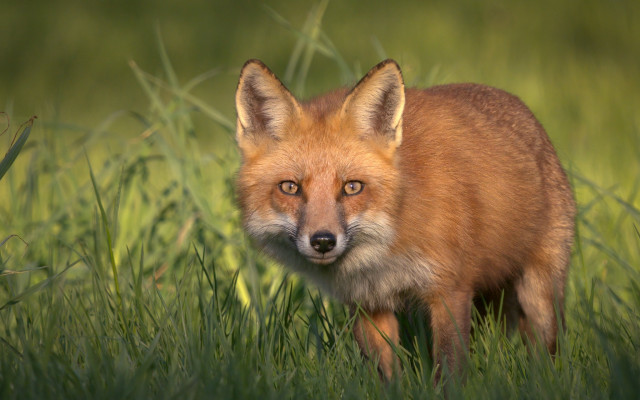 Red fox sad eyes grass free wallpaper - medium preview image
