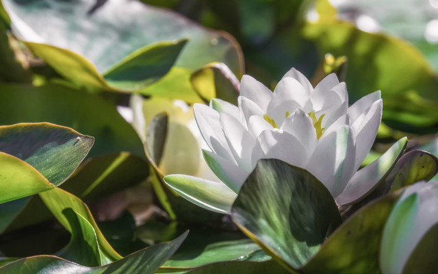 White flower green leaves pond free wallpaper - medium preview image