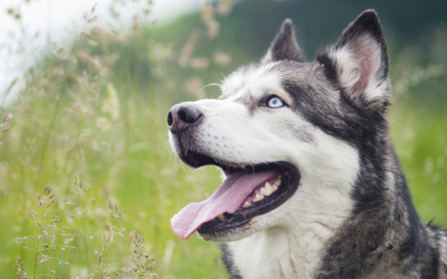 Husky tongue out field flowers free wallpaper - medium preview image