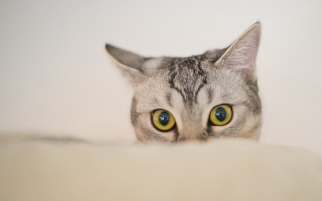 Black cat white eyes peeking free wallpaper - medium preview image