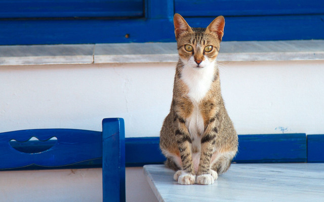 Cat table blue door chair free wallpaper - medium preview image