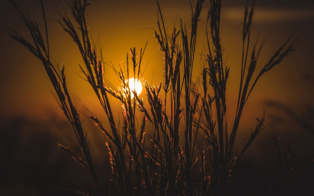 Sunset tallgrass clouds moon fall free wallpaper - medium preview image