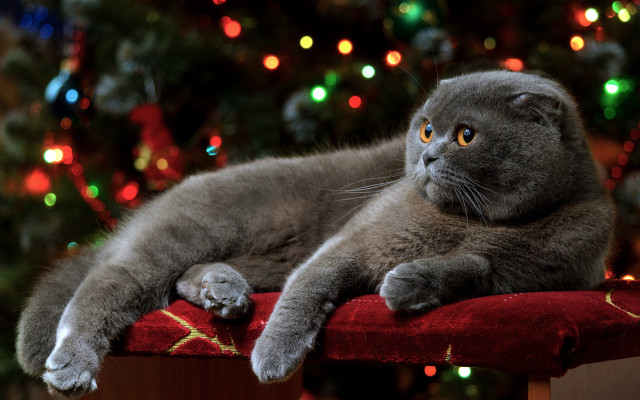 Cat red cushion christmas tree free wallpaper - medium preview image