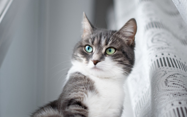 Black cat green eyes white free wallpaper - medium preview image