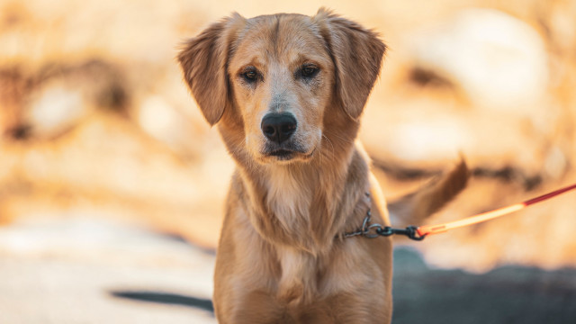 Dog leash sidewalk blurry background free wallpaper - medium preview image