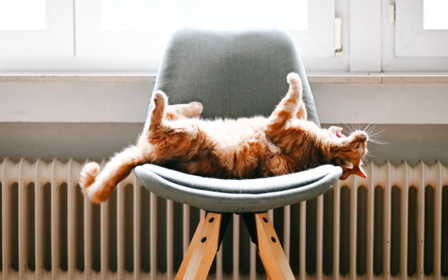 Cat relaxed chair paws backstairs free wallpaper - medium preview image