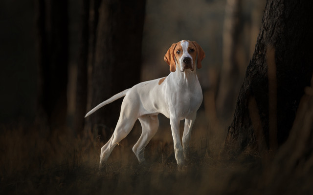 Dog forest blurry portrait destijl free wallpaper - medium preview image