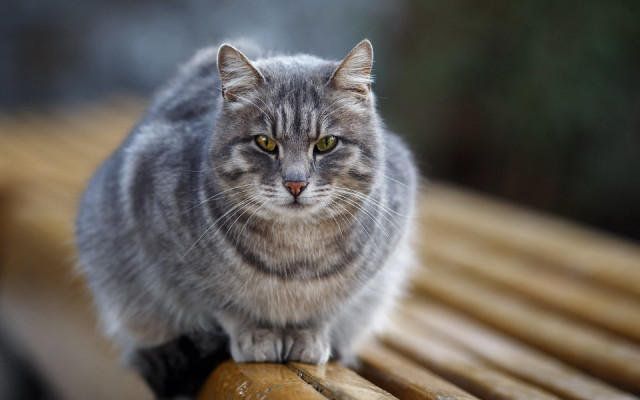 Cat bench window floor yellow free wallpaper - medium preview image