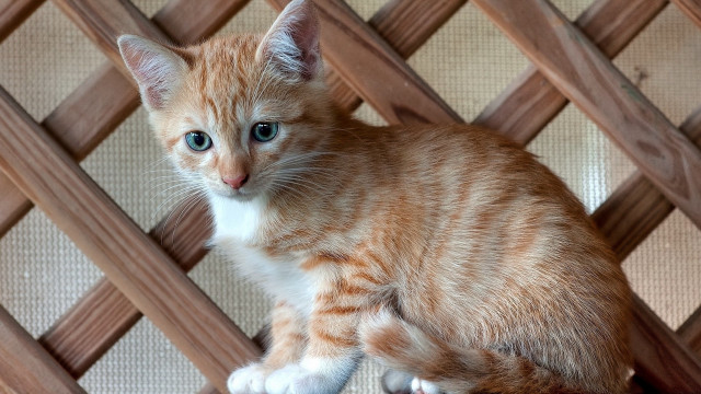 Small orange white kitten sad free wallpaper - medium preview image