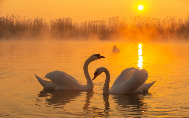 Swans lake sunset fog moon free wallpaper - medium preview image