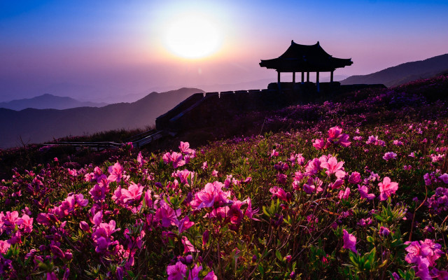Flower field pagoda sunset mountains free wallpaper - medium preview image
